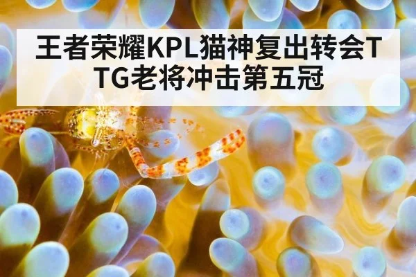 王者荣耀KPL猫神复出转会TTG老将冲击第五冠
